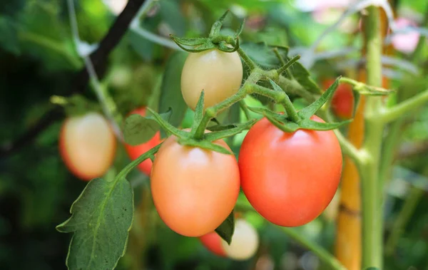 Tomatoes Close Shot Vegetable Organic Farm — Stock Photo, Image