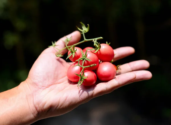 Sklizeň Zeleniny Červená Rajčata Ruce Zahradním Pozadím — Stock fotografie