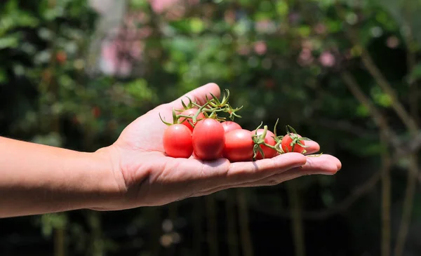 Stock image Harvest vegetable, Red tomatoes in hand with garden background