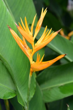 Cennet kuşu bahçede çiçek açtı.