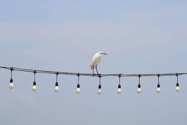 Птица Цапли Проволоке Лампочки Фоне Неба — стоковое фото