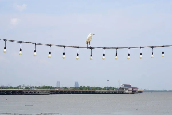 Птица Цапли Проволоке Лампочки Мостом Морским Фоном — стоковое фото