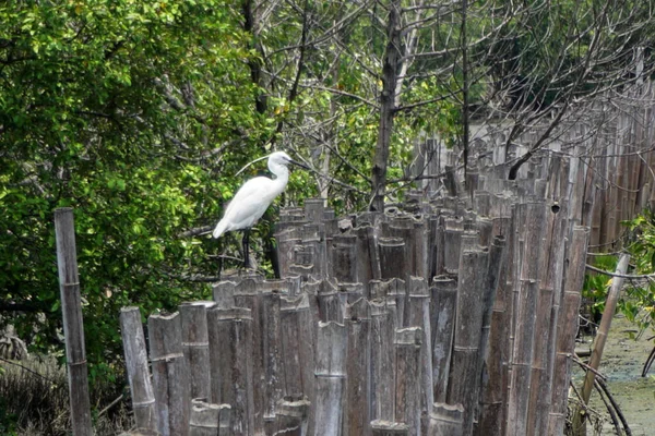 Pássaro Egret Bambu Mar — Fotografia de Stock