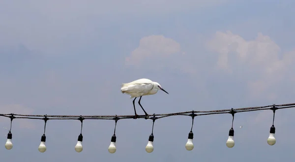 Птица Цапли Проволоке Лампочки Фоне Неба — стоковое фото