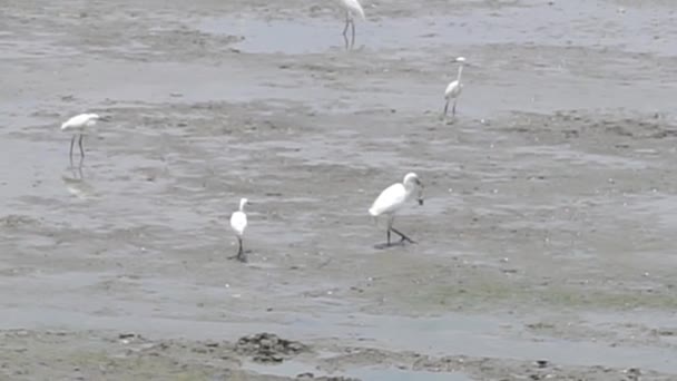 Egret Foraging Sea Wildlife Background — Stock Video