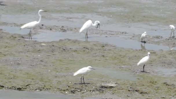 Egrets Luchando Por Los Peces Mar — Vídeos de Stock