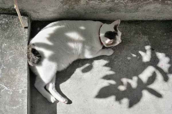 Gato Deitado Chão Com Sombra Árvore — Fotografia de Stock