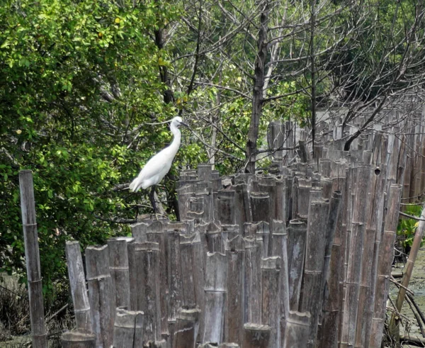 Oiseau Aigrette Sur Bambou Mer — Photo