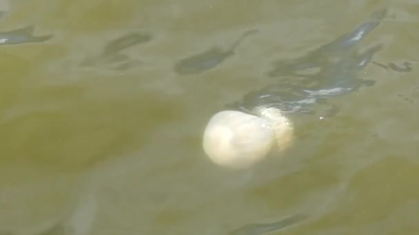 Λευκές Μέδουσες Κολυμπούν Στη Θάλασσα — Αρχείο Βίντεο