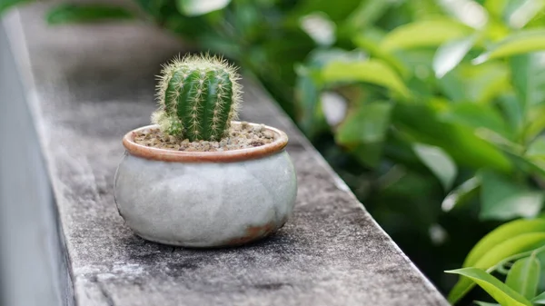 Kaktus Mini Dalam Pot Bunga Tutup Tembakan — Stok Foto