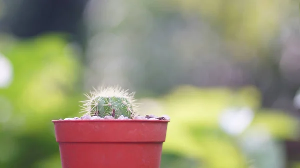 Mini Kaktus Blumentopf Mit Bokeh Hintergrund Nahaufnahme — Stockfoto