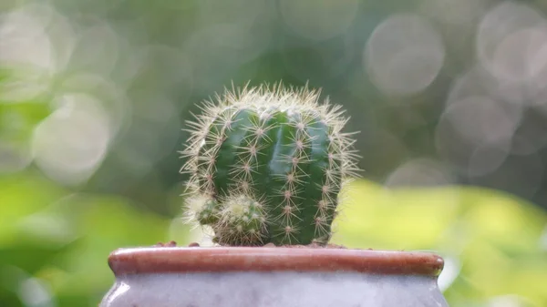 Mini Cactus Pot Fleurs Avec Fond Bokeh Gros Plan — Photo