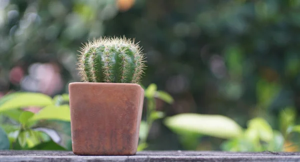 Kaktus Mini Dalam Pot Bunga Tutup Tembakan — Stok Foto