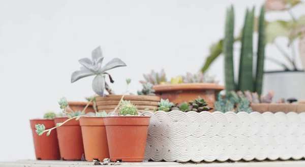 Tanaman Yang Lezat Dan Kebun Pot Dengan Latar Belakang Dinding — Stok Foto