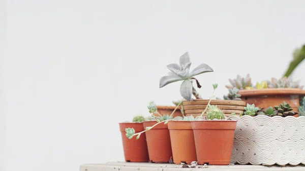 Tanaman Yang Lezat Dan Kebun Pot Dengan Latar Belakang Dinding — Stok Foto