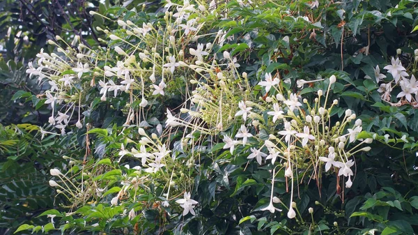 Biały Kwiat Drzewie Korkowym Tło Natury — Zdjęcie stockowe