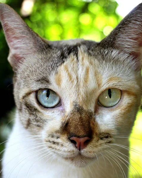 Retrato Gato Animales Cerca —  Fotos de Stock