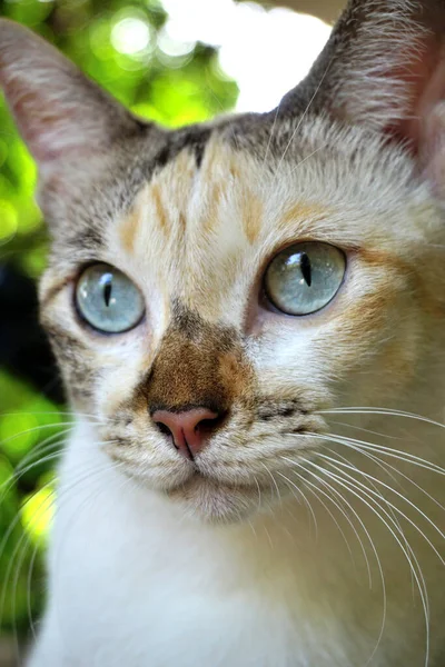 Kedi Portresi Hayvan Yakın Çekim — Stok fotoğraf
