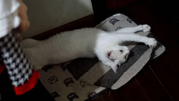 Leniwy Koci Odpoczynek Domu — Zdjęcie stockowe