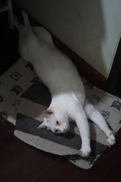 家で怠惰な猫の休息 — ストック写真