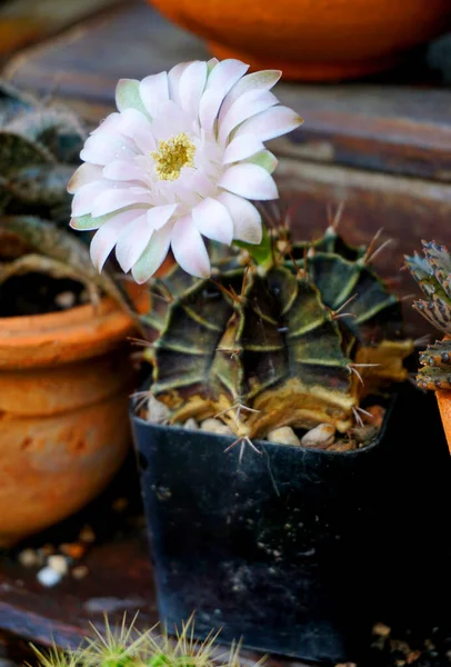 Kwiat Kaktusa Półce — Zdjęcie stockowe