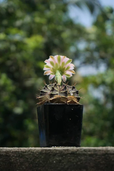 Цветок Кактуса Расцветает Размытом Фоне — стоковое фото