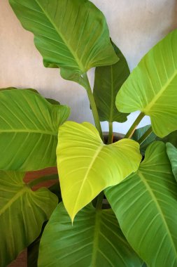 Yeşil santral. Yakın çekim.