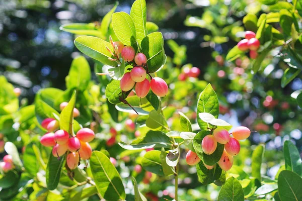 Karanda Gyümölcsvirág Fán Trópusi Gyümölcs Közelkép — Stock Fotó