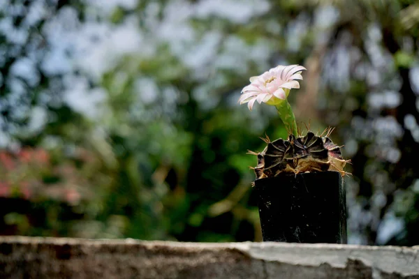 Kaktüs Çiçeği Bulanık Arkaplanla Çiçek Açar — Stok fotoğraf
