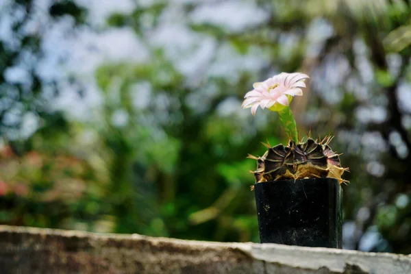Kaktus Blomma Blomma Med Suddig Bakgrund — Stockfoto
