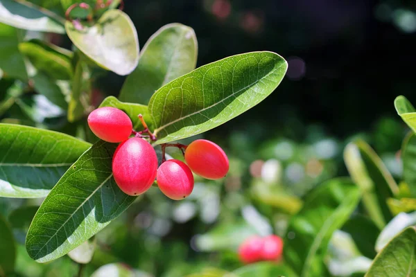 Καράντα Άνθη Φρούτων Στο Δέντρο Τροπικά Φρούτα Κοντά Πλάνο — Φωτογραφία Αρχείου