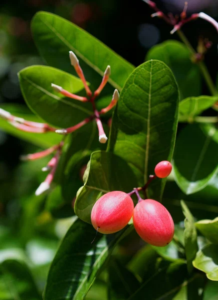 Fruta Tropical Fruto Flor Carandas Ameixa Árvore — Fotografia de Stock