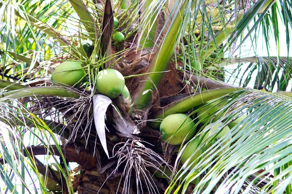 Zelený Kokos Stromě Ekologické Ovoce — Stock fotografie