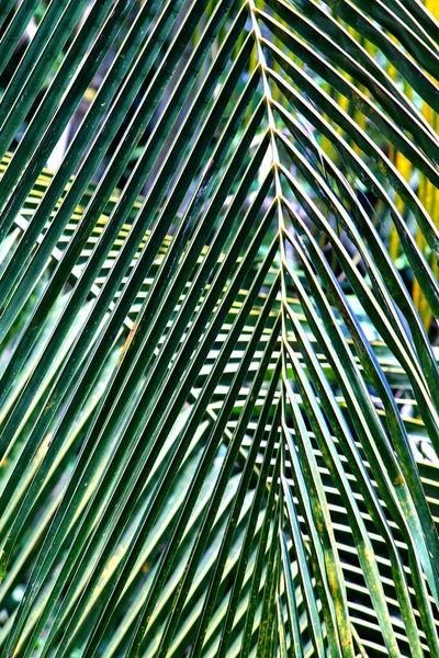 Palmiye Yaprağı Hindistan Cevizi Yaprağı Deseni Arkaplanı — Stok fotoğraf