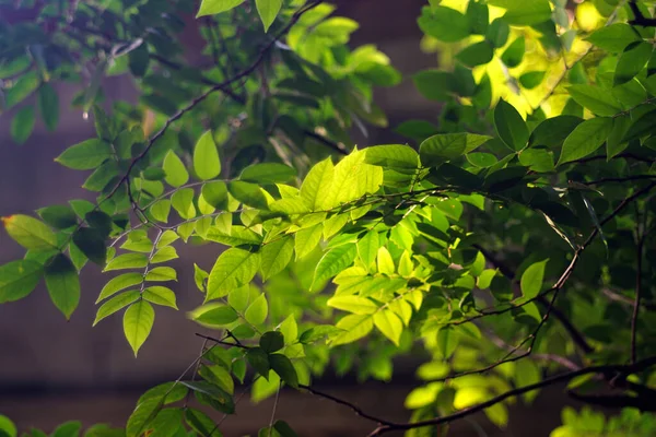 Folha Verde Com Iluminação Retroiluminada Fundo Natureza Fresca — Fotografia de Stock
