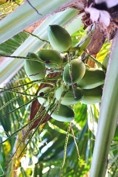 Young Green Coconut Fruit Tree Low Angle View — Stock Photo, Image