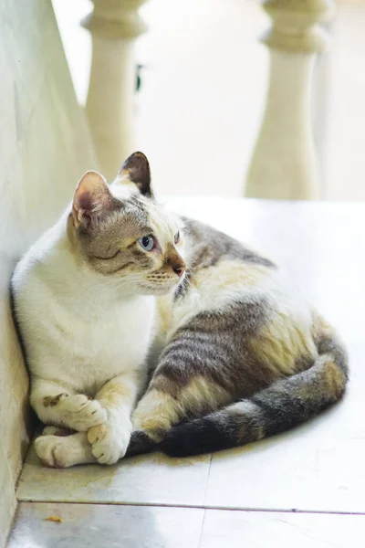 Kedi Koltukta Rahatla Hayvan Portresi — Stok fotoğraf