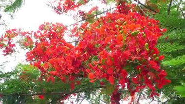 Delonix Regia 'nın yakın plan fotoğrafı ağaçta çiçek açtı.