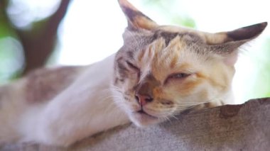 Uyuyan kedi köpek havlamasıyla uyan, el kamerasıyla çek.