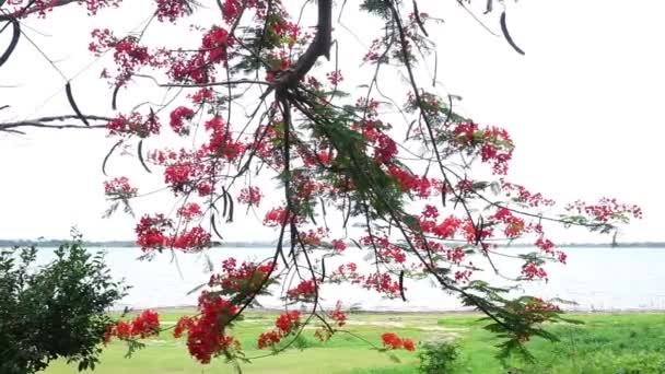 Delonix Regia Kwiat Kwiat Drzewie Obok Jeziora — Wideo stockowe