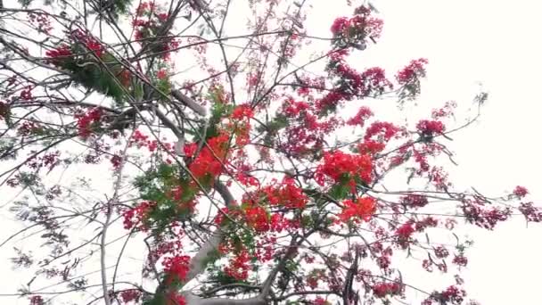 Kwitnienie Kwiat Delonix Rigia Izolowane Białym Niebem — Wideo stockowe