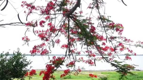 Delonix Regia Çiçeği Gölün Yanındaki Ağaçta Çiçek Açtı — Stok video