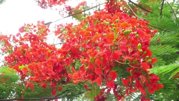 Delonix Regia Nın Yakın Plan Fotoğrafı Ağaçta Çiçek Açtı — Stok video