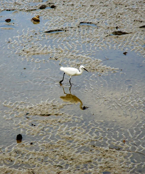 Egret Πουλί Πόδια Στην Ανοικτή Θάλασσα Παλίρροια Άγρια Ζωή — Φωτογραφία Αρχείου