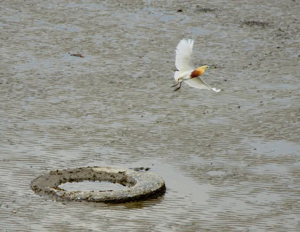 Πετώντας Πουλί Egret Εγκαταλελειμμένο Λάστιχο Στη Θάλασσα Χαμηλής Παλίρροιας — Φωτογραφία Αρχείου