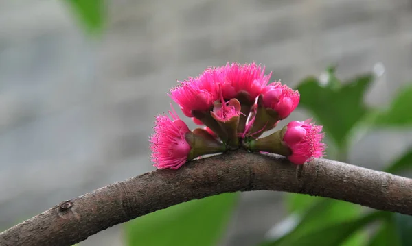Malezya Nın Pembe Poleni Elma Çiçeği Yakın Çekim — Stok fotoğraf