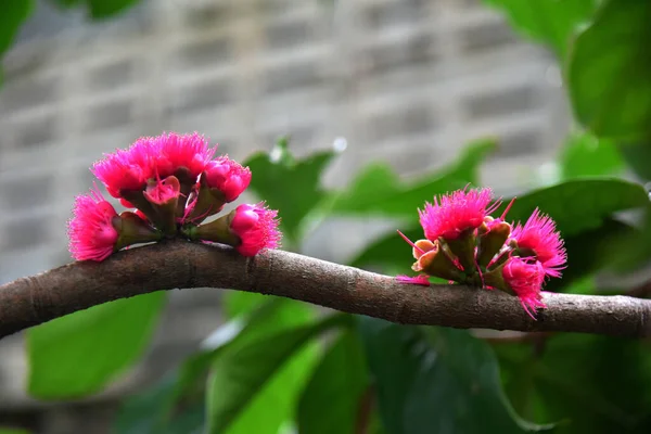 Malezya Nın Pembe Poleni Elma Çiçeği Yakın Çekim — Stok fotoğraf
