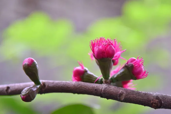 マレーバラのピンクの花粉リンゴの花 閉じるショット — ストック写真