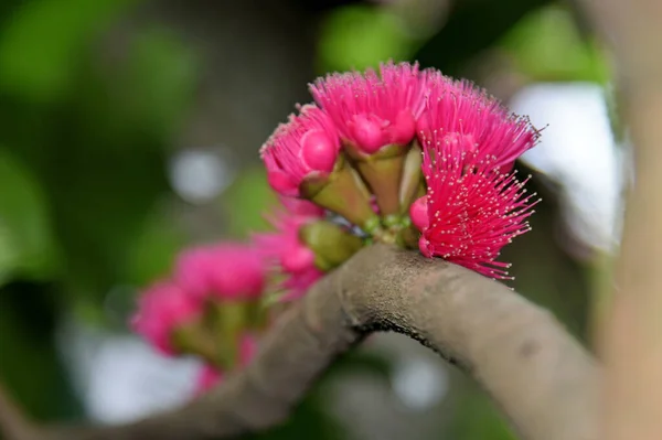 Rózsaszín Pollen Maláj Rózsa Alma Virág Virágzás Közelről Lövés — Stock Fotó