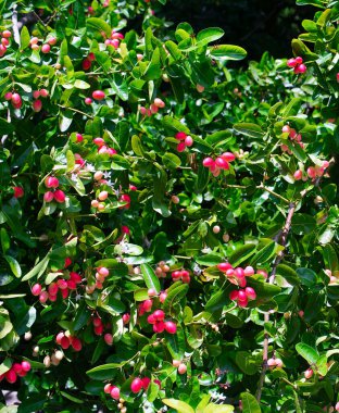Bir grup tropik meyve, ağaçta çiçek açan Carandas-erik meyvesi.